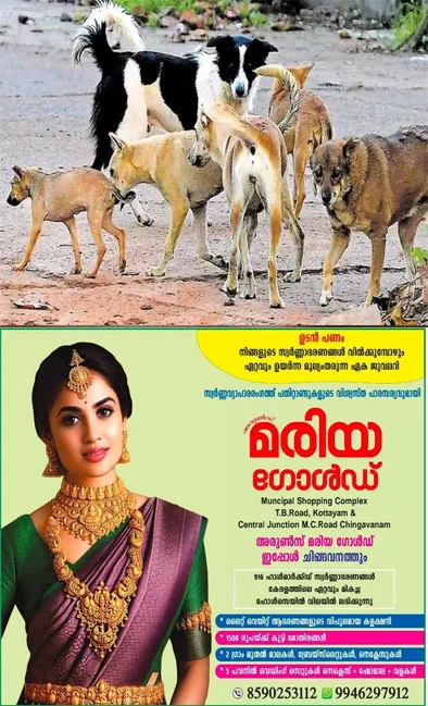 കോട്ടയം ന​ഗ​ര​ത്തി​ലെ തെ​രു​വു​നാ​യ ഭീ​ഷ​ണി​ക്ക് അ​റു​തി വ​രു​ത്താ​ന്‍ ന​ഗ​ര​സ​ഭ; ആ​ക്ര​മ​ണ​കാ​രി​ക​ളാ​യ നാ​യക​ളെ പി​ടി​കൂ​ടി എ​ബി​സി സെ​ന്‍റ​റു​ക​ളി​ല്‍ പാ​ര്‍പ്പി​ക്കും