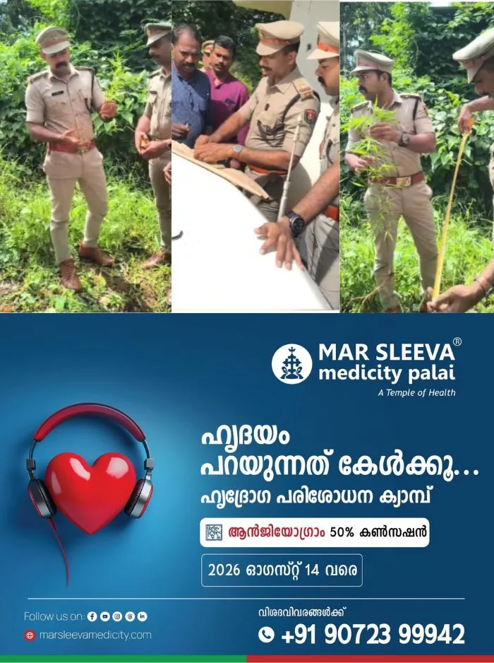 ചങ്ങനാശ്ശേരി വലിയകുളം ഭാഗത്ത് നിന്നും കഞ്ചാവ് ചെടികൾ കണ്ടെത്തി; ഓപ്പറേഷൻ തണ്ടറിന്റെ ഭാഗമായി ചങ്ങനാശ്ശേരി എക്സൈസ് നടത്തിയ പരിശോധനയിലാണ് കഞ്ചാവ് ചെടികൾ കണ്ടെത്തിയത് 