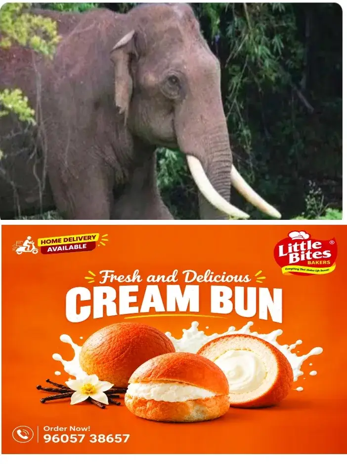 സംസ്ഥാനത്ത് വീണ്ടും കാട്ടാന ആക്രമണം; നിലമ്പൂർ അകമ്പാടത്ത് കാട്ടാന ആക്രമണത്തിൽ ഒരാൾക്ക് പരിക്ക്