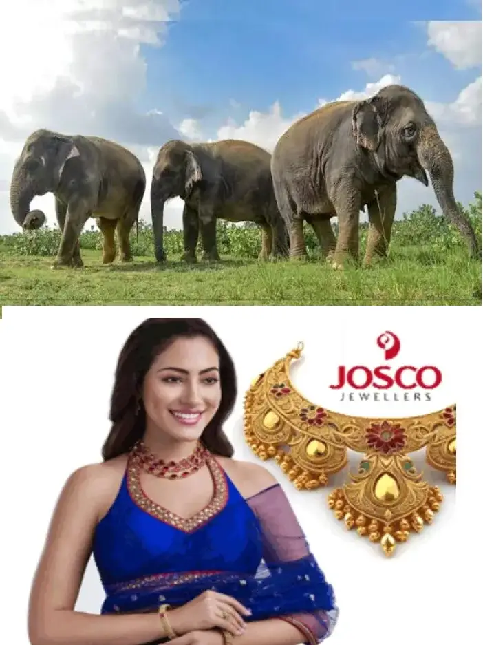 നാട്ടാനകളുടെ ആരോഗ്യം ഉറപ്പാക്കാൻ കേരള എലിഫന്റ് ഓണേഴ്‌സ് ഫെഡറേഷൻ;സംസ്ഥാനത്തെ മൂന്ന് മേഖലകളിലായി ഗജവൈദ്യ പരിശോധനാ ക്യാമ്പുകൾ സംഘടിപ്പിക്കും;ജില്ലയിലെ ക്യാമ്പ്  ഇന്ന് കിടങ്ങൂരിൽ