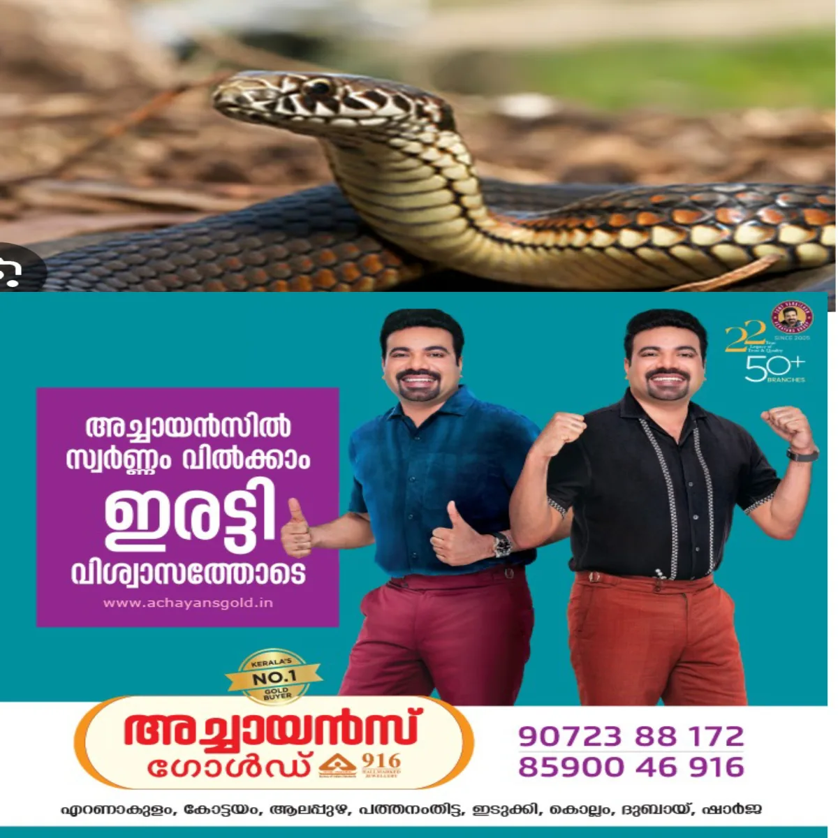 സൗത്ത് പാമ്പാടിയിൽ പാമ്പ് ശല്യം വർധിച്ചു: വെട്ടാതെ കിടന്ന റബ്ബർ തോട്ടങ്ങൾ തെളിച്ചതോടെ ജനവാസ മേഖലയിലേക്ക് പാമ്പ് എത്തുന്നു
