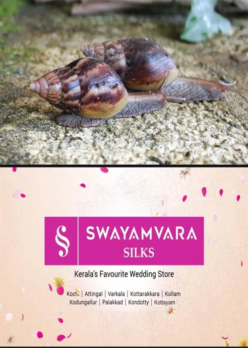  കടുത്തുരുത്തിയിൽ ആഫ്രിക്കൻ ഒച്ച്​ പെരുകുന്നു; ചെ​ടി​ക​ളും മ​റ്റും പൂ​ര്‍​ണ​മാ​യും തി​ന്നു ന​ശി​പ്പി​ക്കു​ന്നു;  ജനം ദുരിതത്തിൽ;നടപടിയെടുക്കാതെ അധികാരികൾ