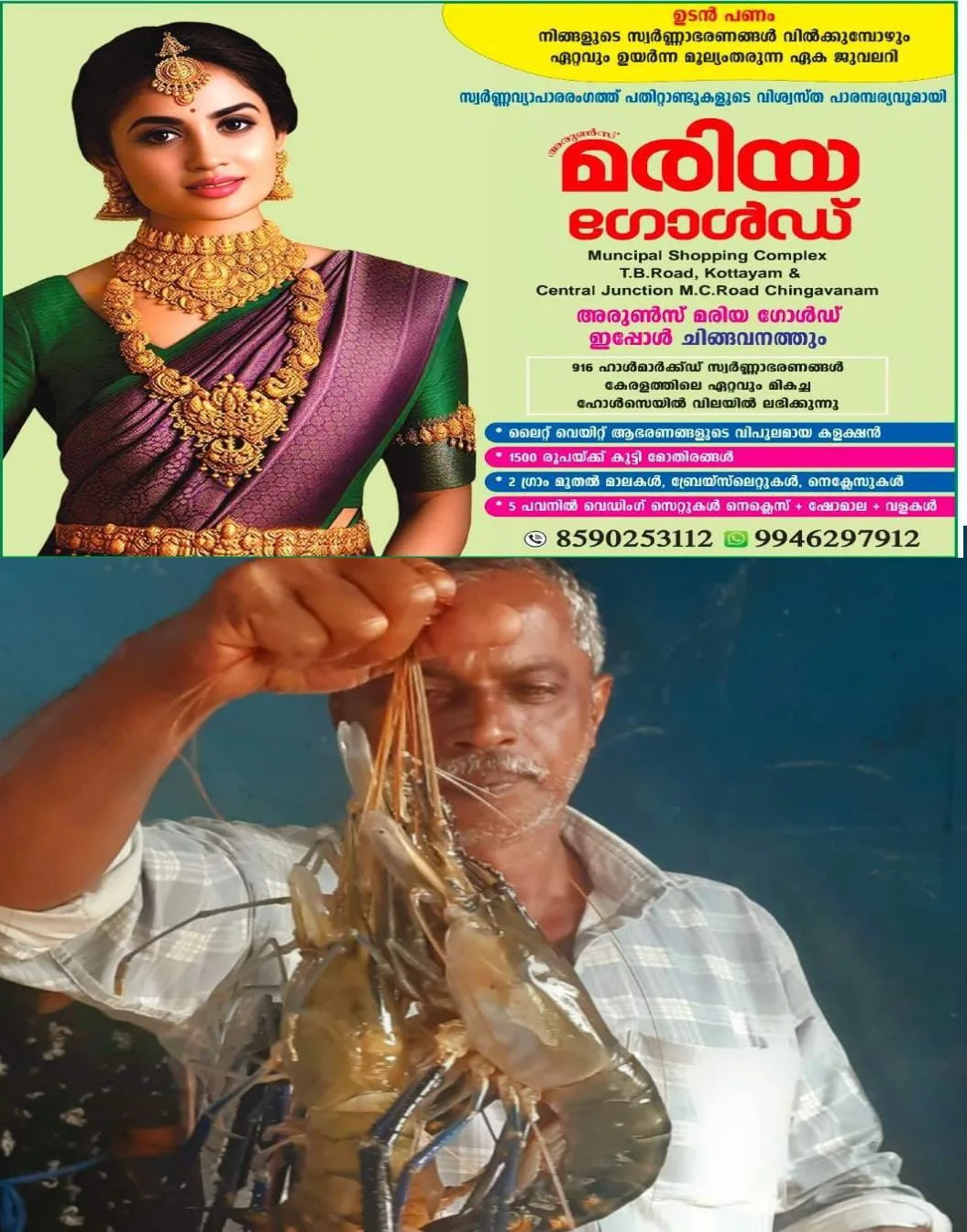 വേമ്പനാട്ടുകായലിൽ നിന്നും കൊഞ്ചിൻ്റെ ലഭ്യത വർധിച്ചു: മത്സ്യ തൊഴിലാളികളുടെ മനസ് നിറഞ്ഞു.