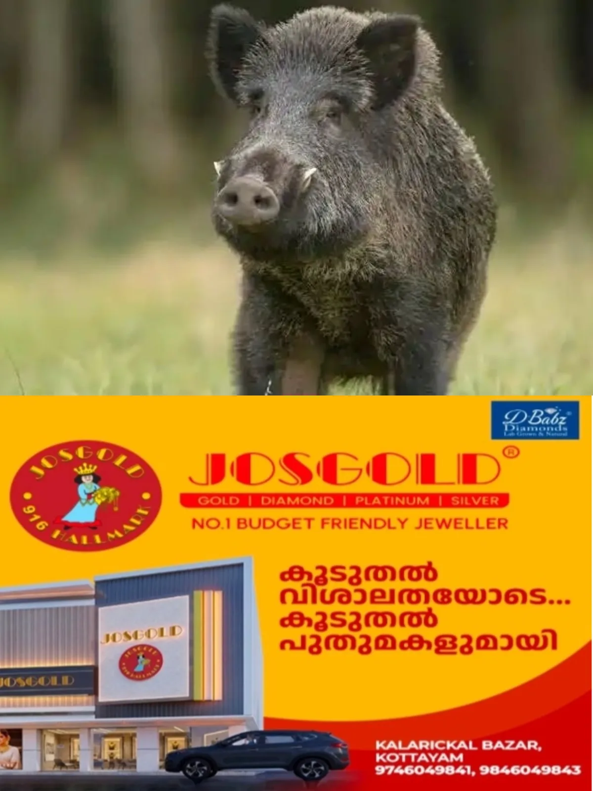 കേരളത്തിലെവിടെയും ശല്യക്കാരായ കാട്ടുപന്നിയെ വെടിവെക്കാം'; ചട്ടത്തില് ഭേദഗതി വരുത്തി വനം വകുപ്പ് ഉത്തരവ്