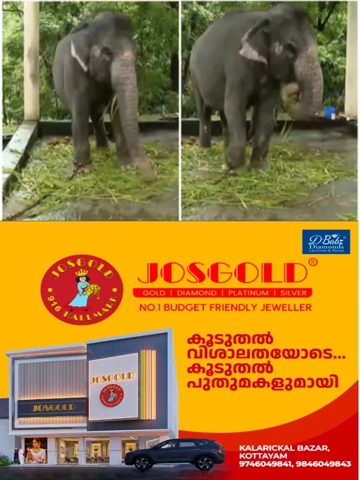 കോന്നിയിൽ ആന പരിപാലനകേന്ദ്രത്തിൽ പാപ്പാനെ ആന ചവിട്ടി കൊന്നു; ആക്രമണം തുമ്പിക്കൈയിലെ മുറിവ് പരിശോധിക്കുന്നതിനിടെ