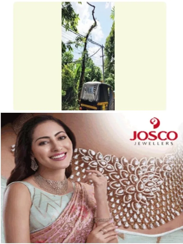 കാ​ഞ്ഞി​ര​പ്പ​ള്ളി കു​ന്നും​ഭാ​ഗം - ടി​ബി റോഡിൽ  അപകടക്കെണിയൊരുക്കി മരങ്ങള്‍; അധികൃതര്‍ക്ക് മൗനം