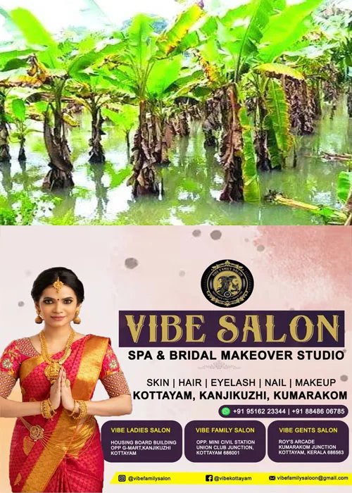 കർഷകർ കണ്ണീരിൽ;തോരാപെയ്ത്തിൽ കൈപ്പുഴയിൽ കൃഷി വെള്ളത്തിൽ; പച്ചക്കറിയും വാഴകൃഷിയും നശിച്ചു