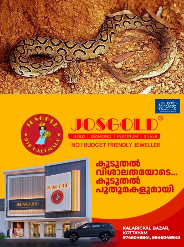 സര്ക്കാര് ജനകീയാരോഗ്യ കേന്ദ്രത്തില് നഴ്സിന് അണലിയുടെ കടിയേറ്റു; സംഭവം പാലക്കാട് ചാലിശ്ശേരിയിൽ, നഴ്സ് ഗുരുതരാവസ്ഥയില്