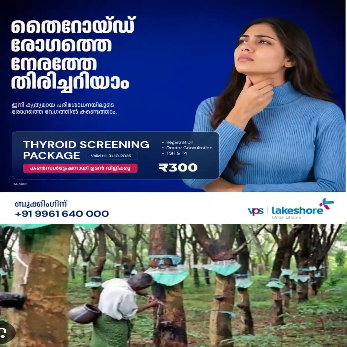 റബ്ബർ ഷീറ്റ് വില വർധിച്ചതോടെ തോട്ടം വിൽപ്പന പൊടിപൊടിക്കുന്നു: വെട്ടുന്ന റബ്ബർ തോട്ടങ്ങൾ വാങ്ങാൻ ആളുകൾ വർദ്ധിച്ചു വരുന്നു.