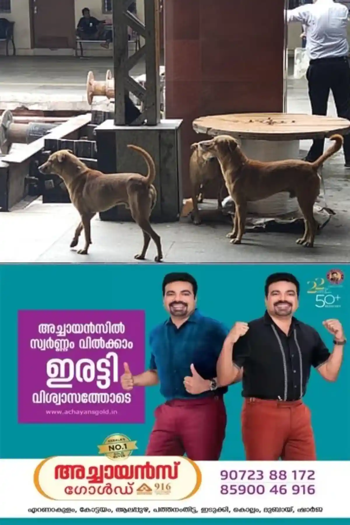 ഏറ്റുമാനൂര് റെയില്വേ സ്റ്റേഷന് പരിസരത്ത് തെരുവ് നായ ശല്യം രൂക്ഷമാകുന്നു; അടിയന്തിരമായി ഇടപെടണമെന്ന ആവശ്യവുമായി യാത്രക്കാരും വ്യാപാരികളും രംഗത്ത്