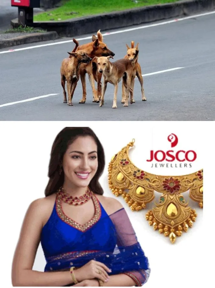 ഒരാഴ്ചയ്ക്കിടെ കടിയേറ്റത് ഇരുപതോളം പേര്‍ക്ക്; ഇവരിൽ ഏഴു പേര്‍ക്ക് ഗുരുതര പരുക്ക്; കോട്ടയത്തും സമീപപ്രദേശങ്ങളിലും തെരുവുനായ ശല്യം രൂക്ഷം