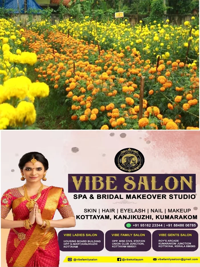 വൈക്കത്ത് വർണവസന്തം വിതറി ബന്ദിപ്പൂ;നിറവ് പദ്ധതിയിൽ തലയാഴം ഗ്രാമപഞ്ചായത്ത് എട്ടാം വാർഡിലെ ഹൃദ്യ കർഷക കൂട്ടായ്മയിൽ ബന്ദിപ്പൂ കൃഷി വിളവെടുത്തു
